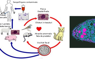 Toxoplasmoze